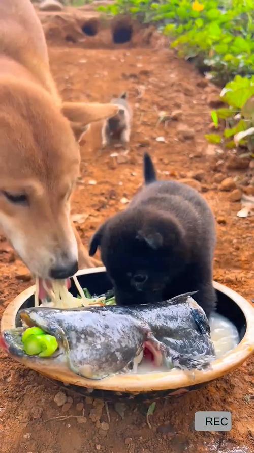 狗狗吃生鱼头会怎么样?