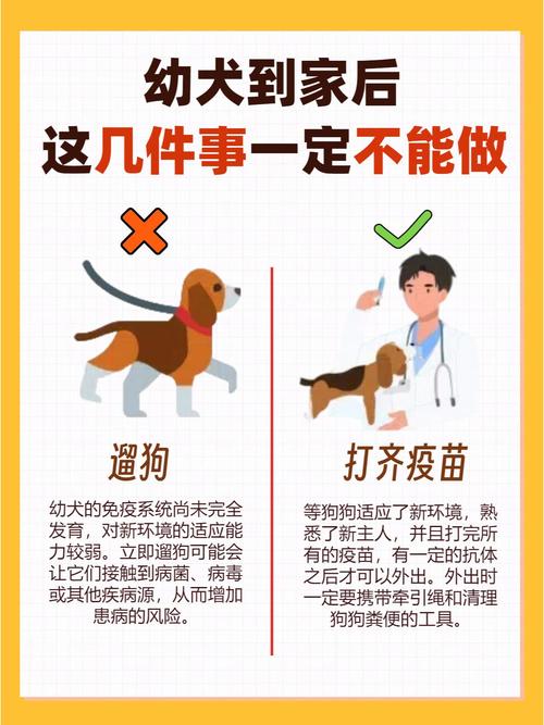 狗狗第一天到家注意事项