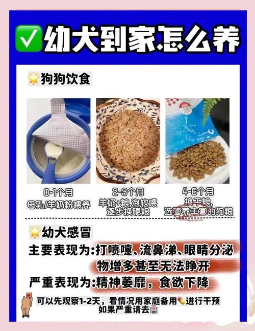 狗狗到家之前需要做什么准备工作?有什么需要注意的?