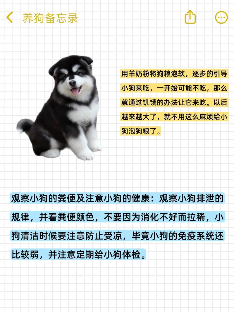 0『1』2个月幼犬喂养攻略|新手建议收藏