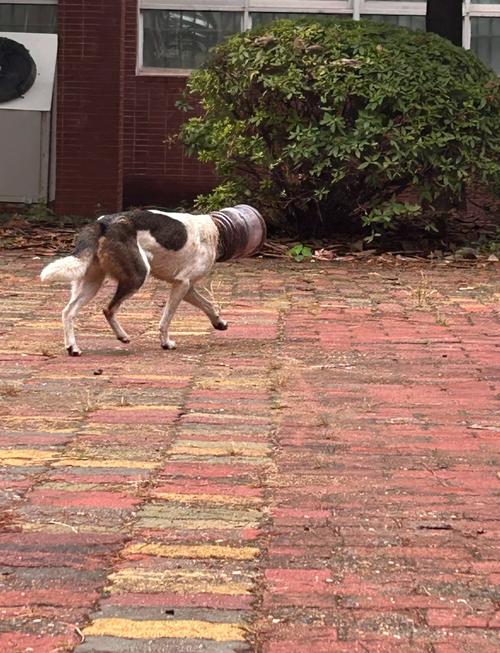 狗狗异物卡喉咙什么症状