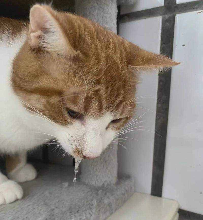 猫口吐白沫但精神好