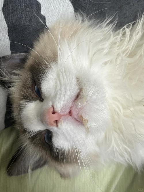 猫咪口吐白沫的七个原因