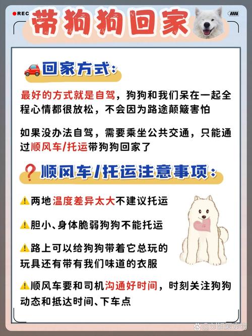 狗狗过年回家怎么办