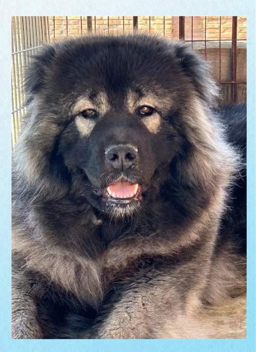 马犬能吃生鸡架子吗