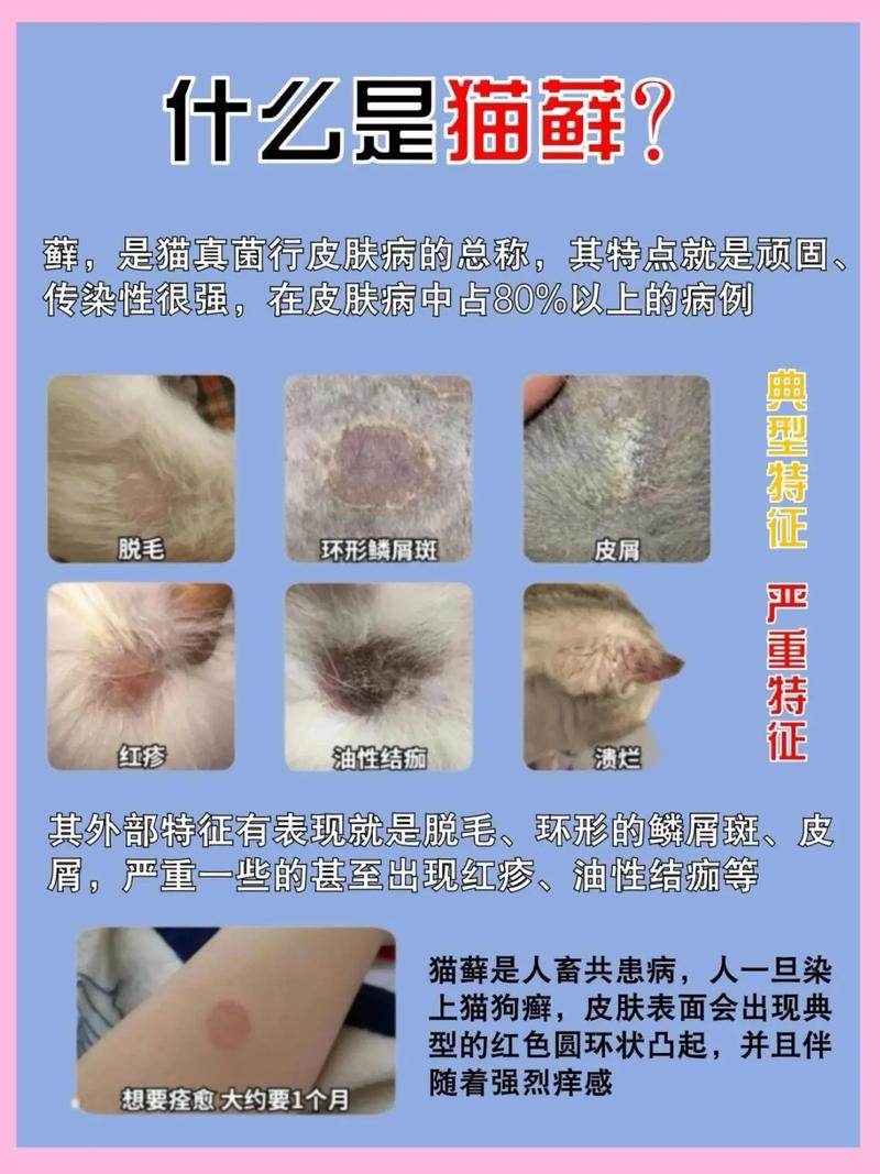 猫咪身上长癣怎么治