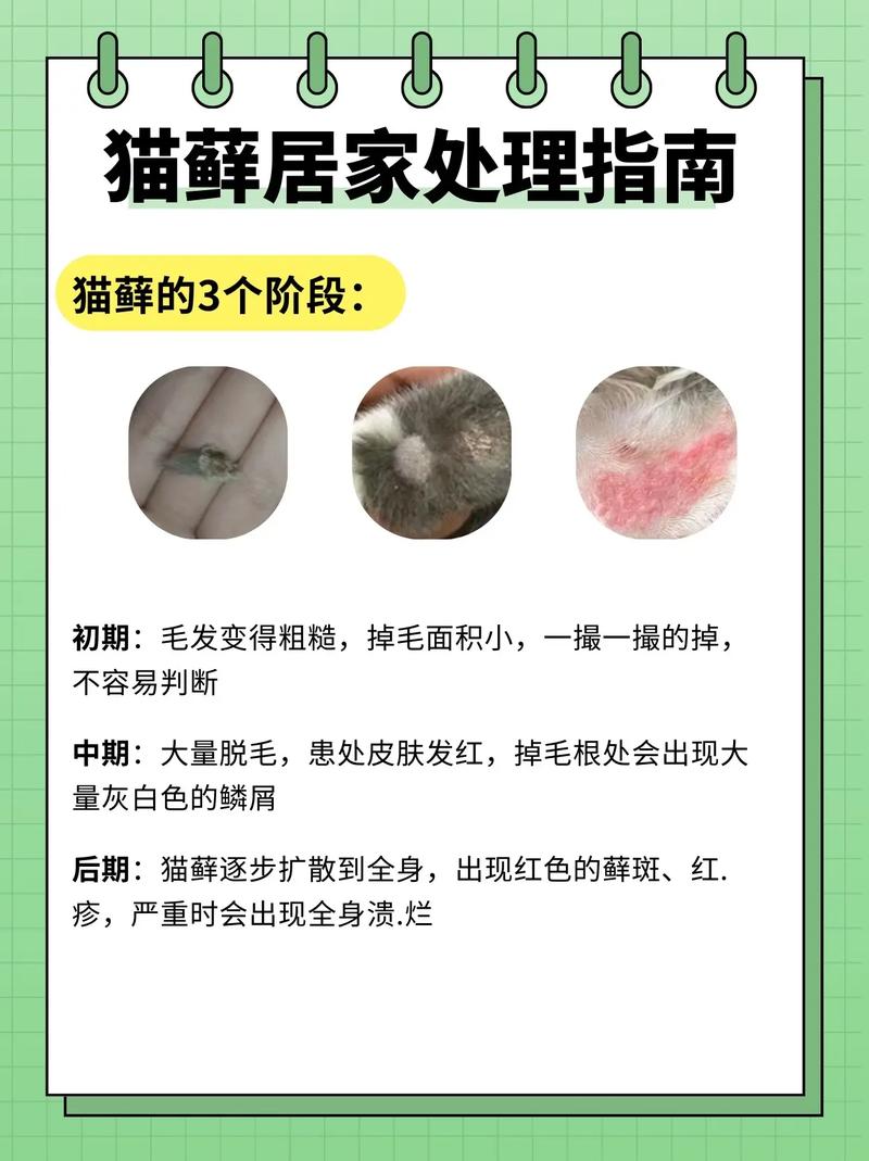 猫咪得了猫癣怎么办