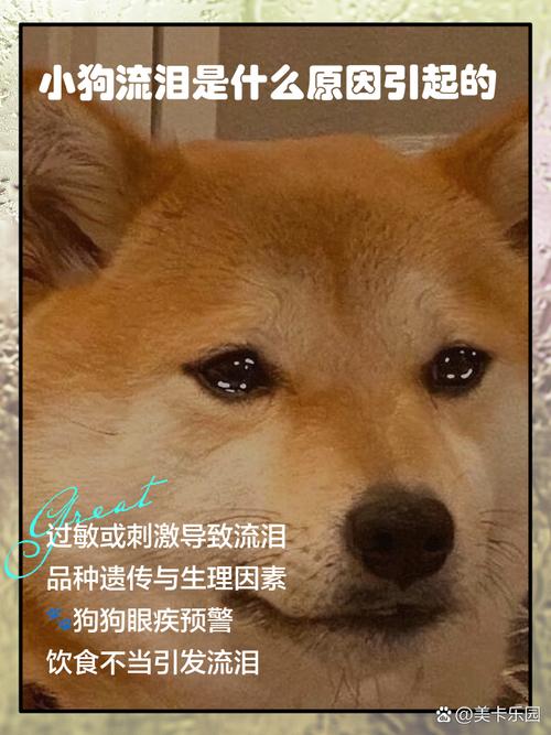 狗狗总流眼泪怎么回事