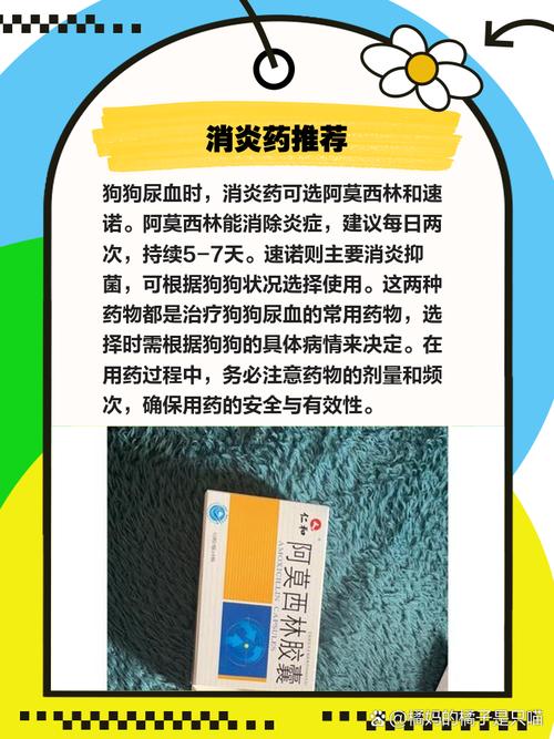 为什么狗狗半天不拉屎也不拉尿