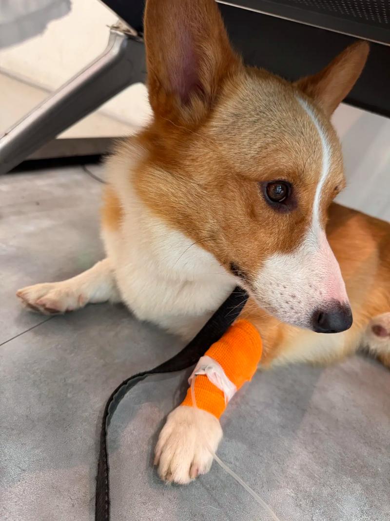 狗狗为什么拉屎不拉尿