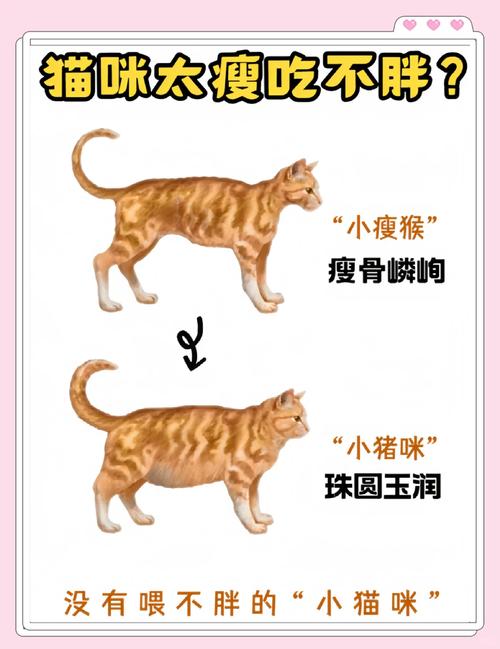猫咪很瘦吃不胖怎么回事