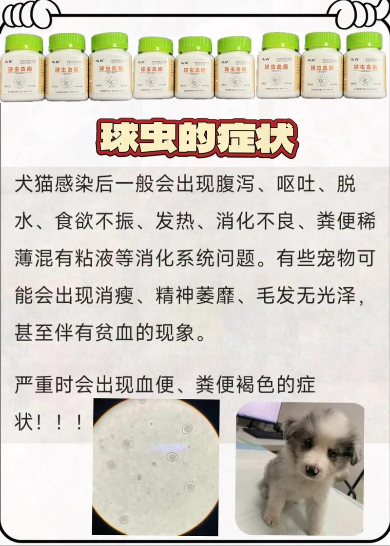 狗狗得了球虫怎么办