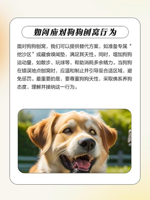 狗狗一直刨窝哼哼唧唧是怎么回事