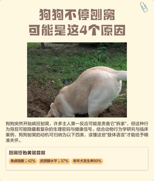 狗刨地要警惕四种病