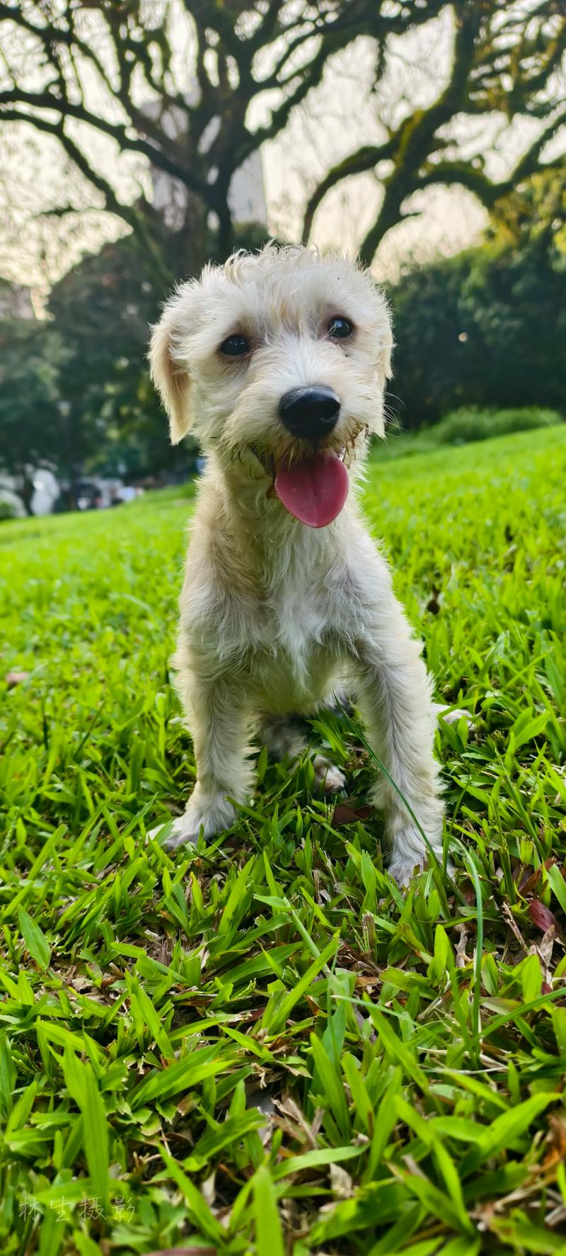中华田园犬--铲屎官在家识别爱宠品种的过程分析