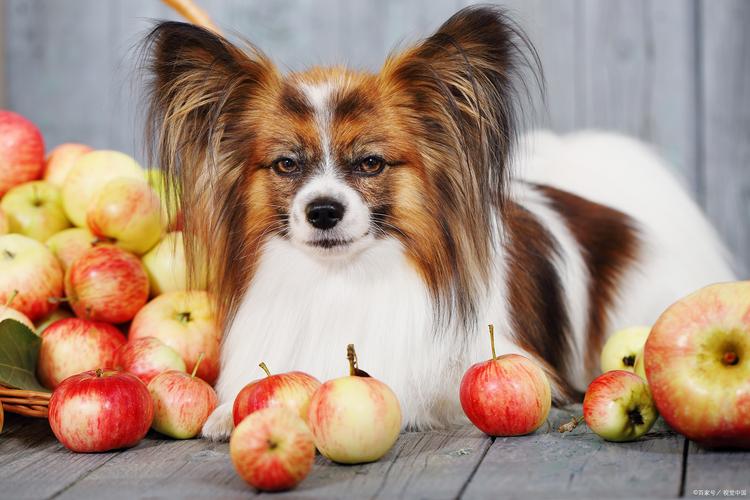 2个月狗狗能吃苹果吗