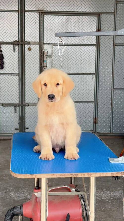 两个月的小金毛犬能够吃苹果么?