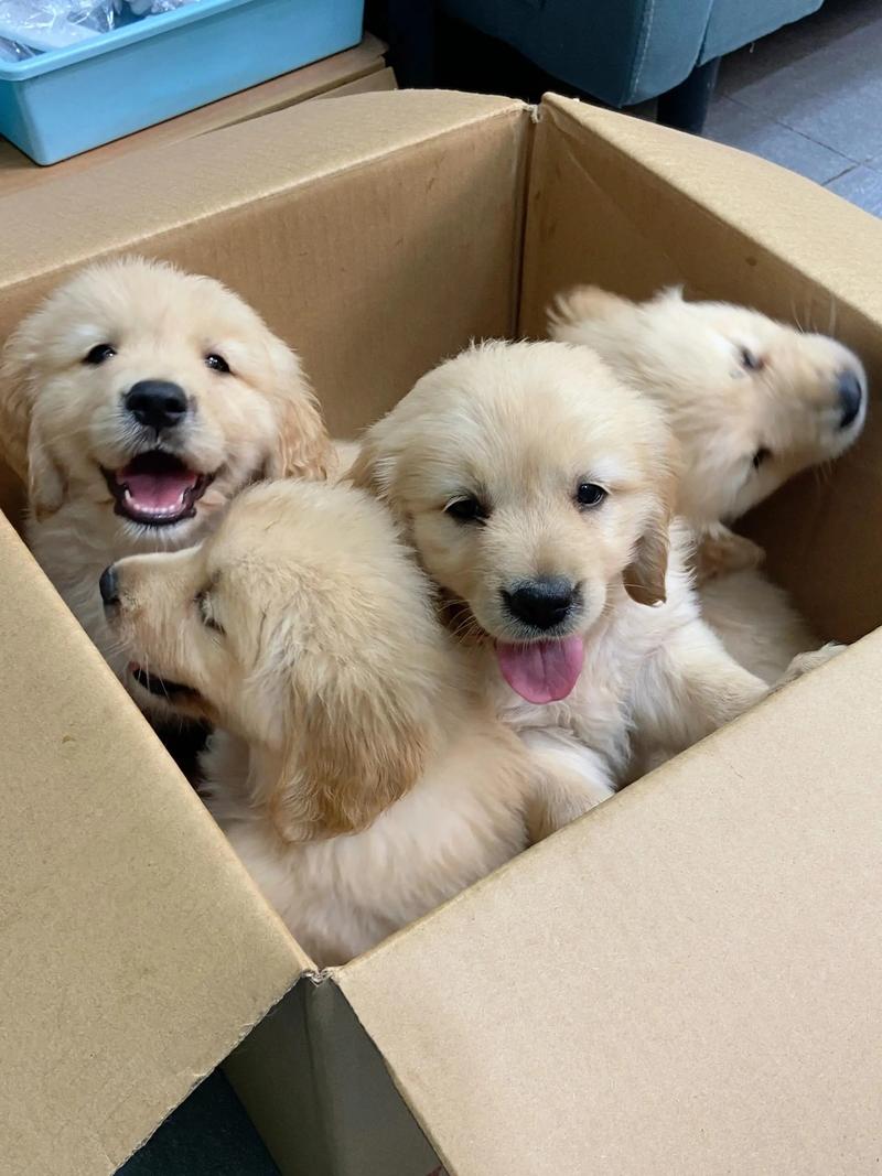 两个月金毛能吃苹果吗