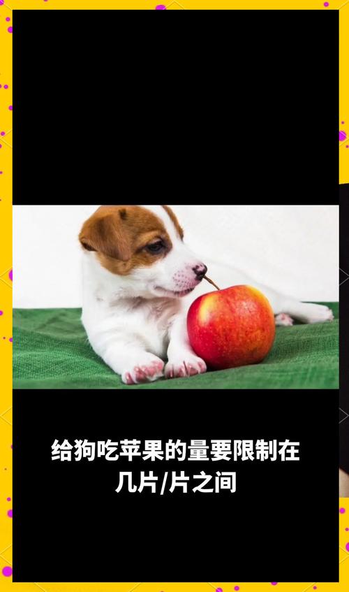 幼犬能吃苹果吗,狗狗2个月后能够吃苹果