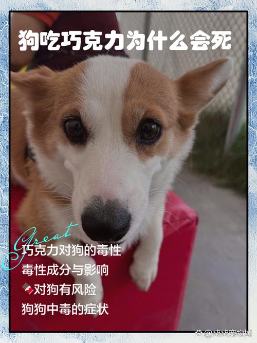 狗吃巧克力会死吗?