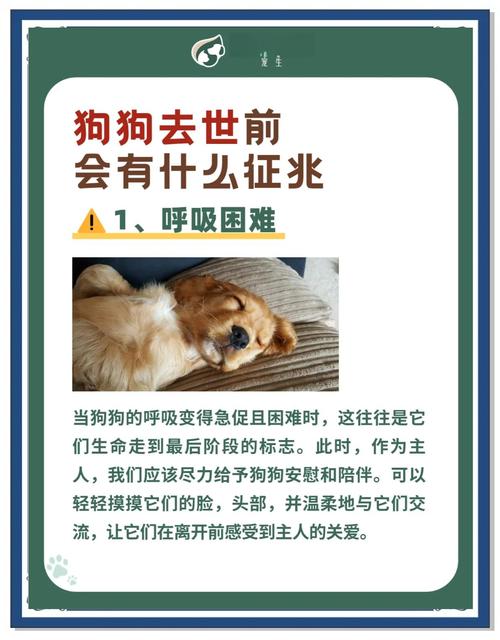 狗带铃铛有什么影响吗