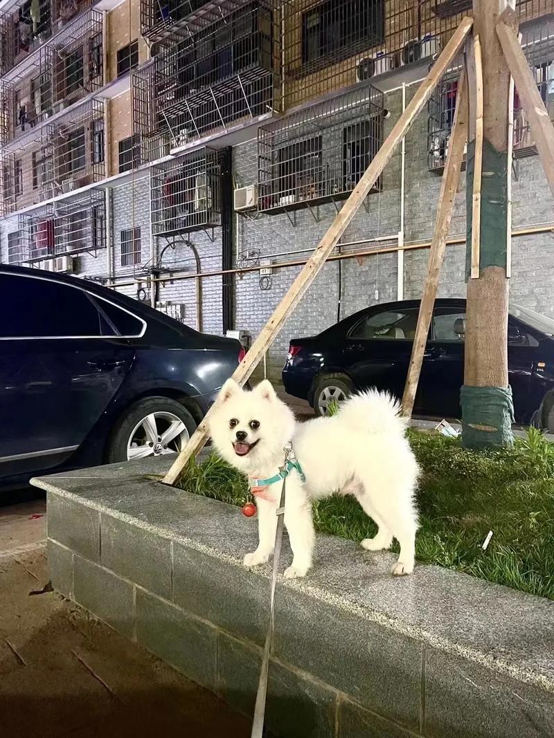 狗狗能带铃铛可以吗