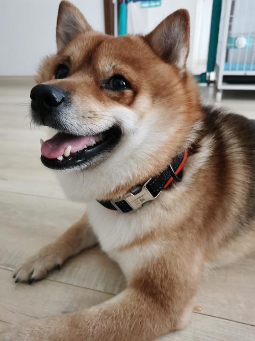 给狗儿脖子上戴铃铛好不好?