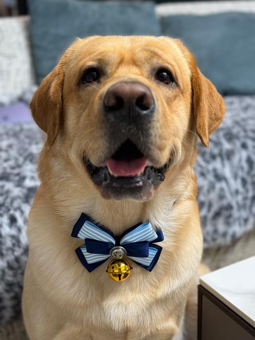 养狗的“7大蠢事”,希望你没在做,一块儿来避雷!