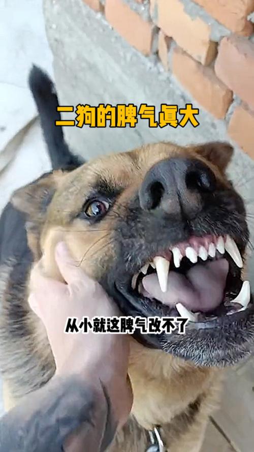 狗狗脾气突然变的很暴躁