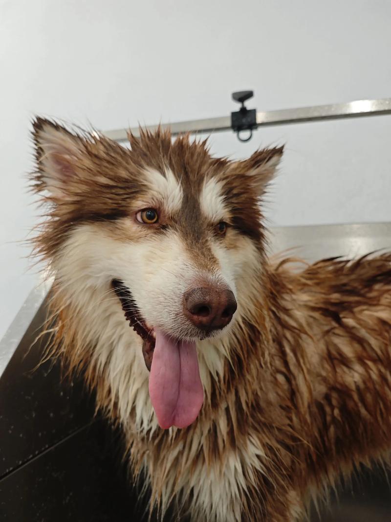 狗狗脾气暴躁咬人