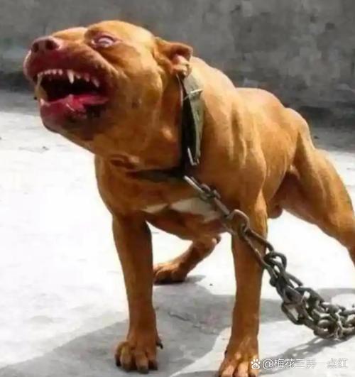 为什么家里养的狗最近突然脾气暴躁,还咬人?该怎样改正狗狗现在的情况...