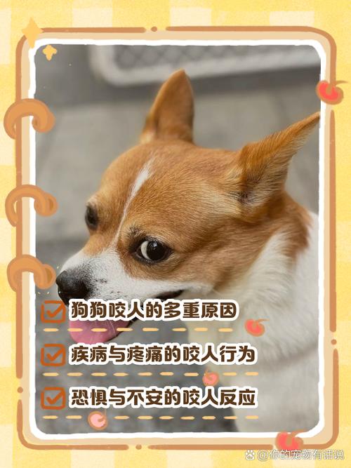 一岁多的比熊脾气暴躁越来越凶了怎么办?