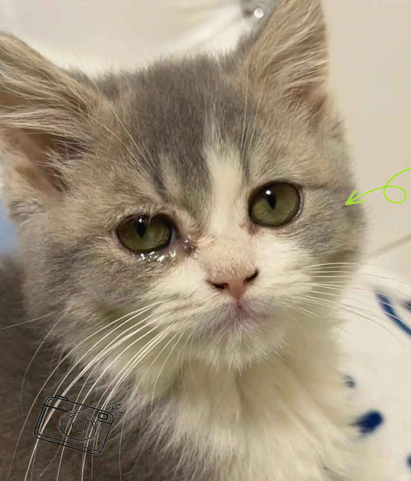 引起猫咪流眼泪的原因都有哪些?