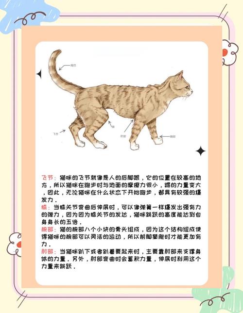猫咪身体状况的秘密,你掌握了吗