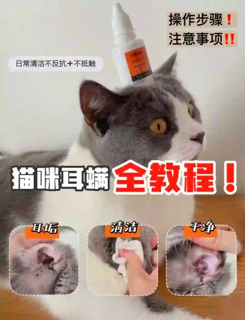 猫咪耳朵流黄水的原因及处理方法