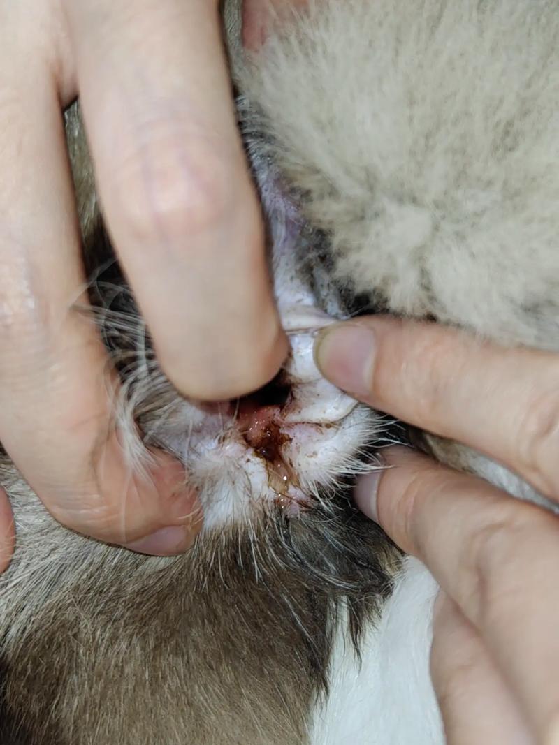 猫咪耳朵流黄水什么原因