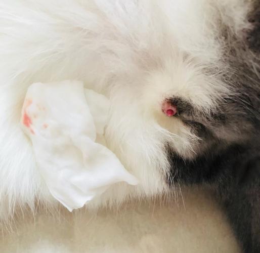 公猫尿道口红肿怎么办