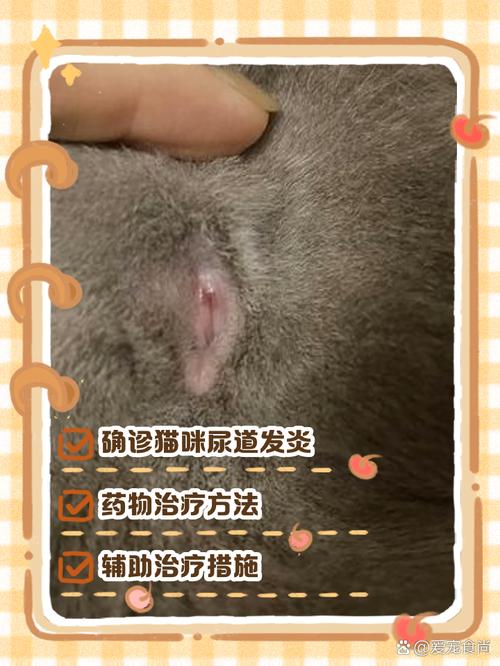 公猫咪小便处红肿