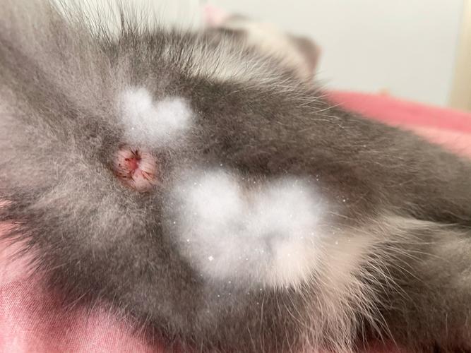 公猫尿道口红肿凸起