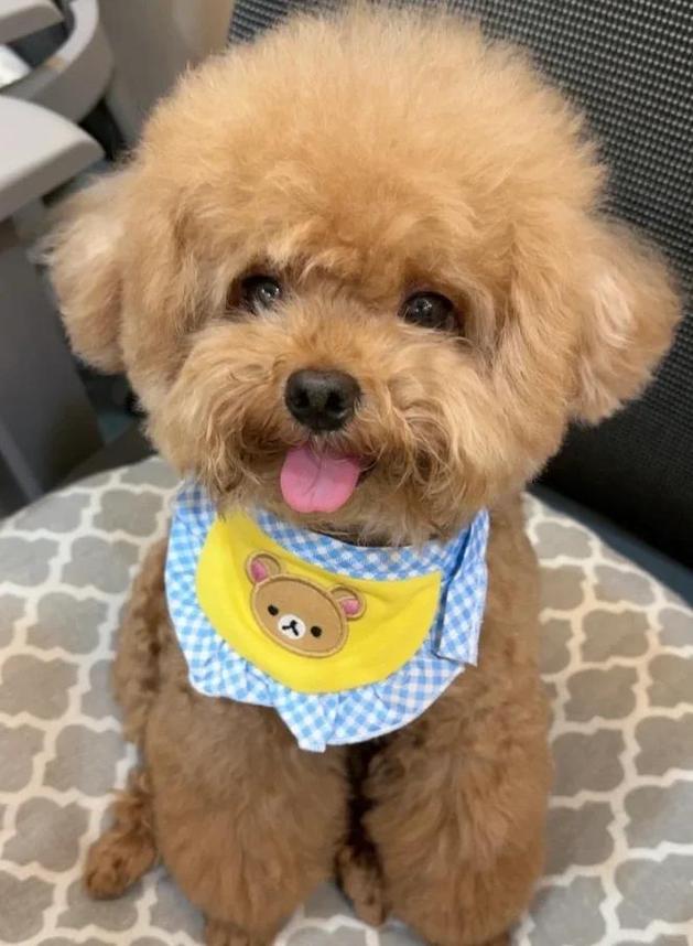 狗能吃红薯吗吗