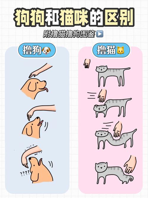 猫和狗哪个聪明