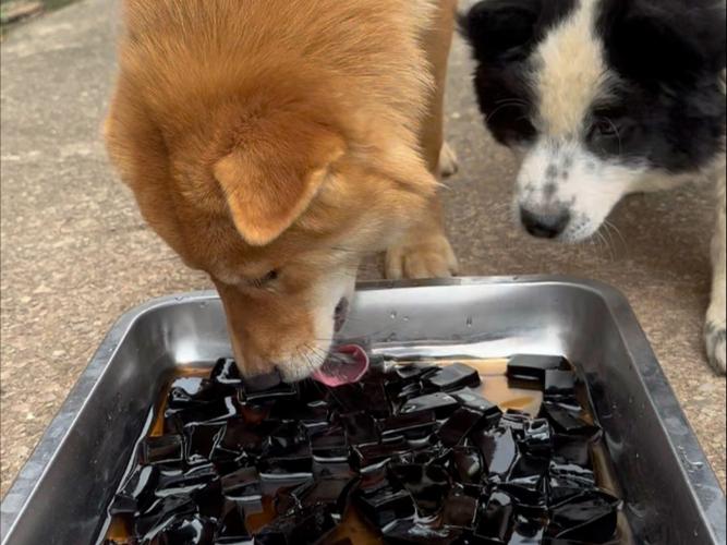 狗狗能喝凉粉吗