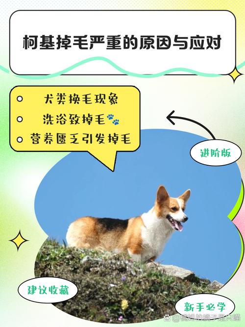 狗狗掉毛很厉害怎么办