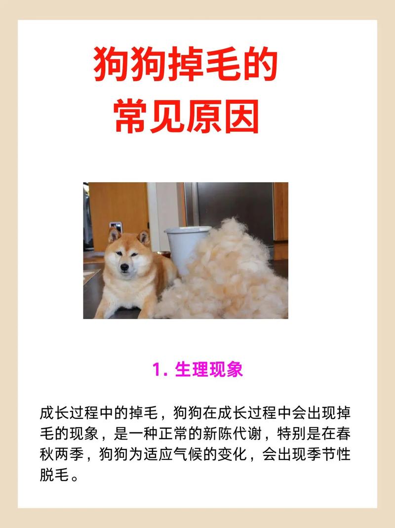 吉娃娃掉毛太厉害怎么办