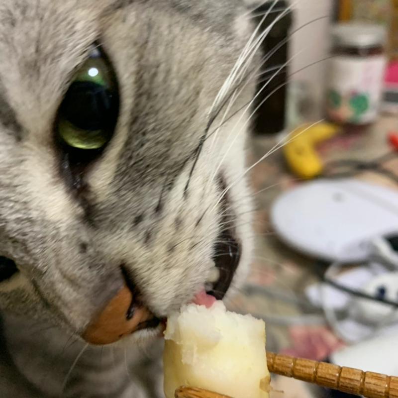 猫能吃山药吗