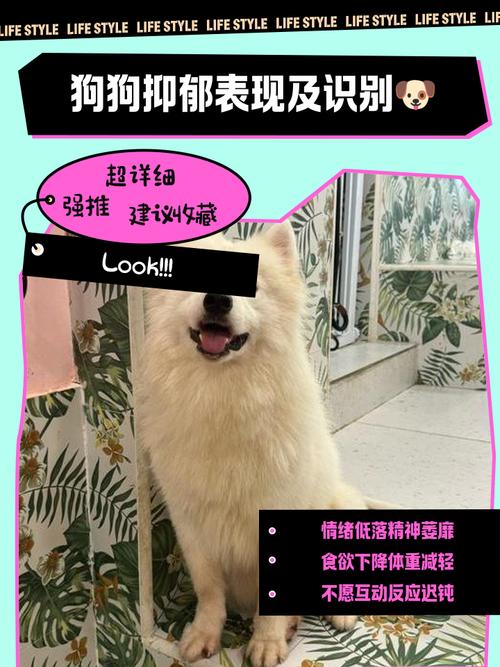 如何自查自己家里的狗狗是否得了抑郁症