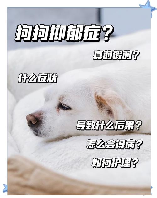 狗狗送人要当心其抑郁,怎么回事?