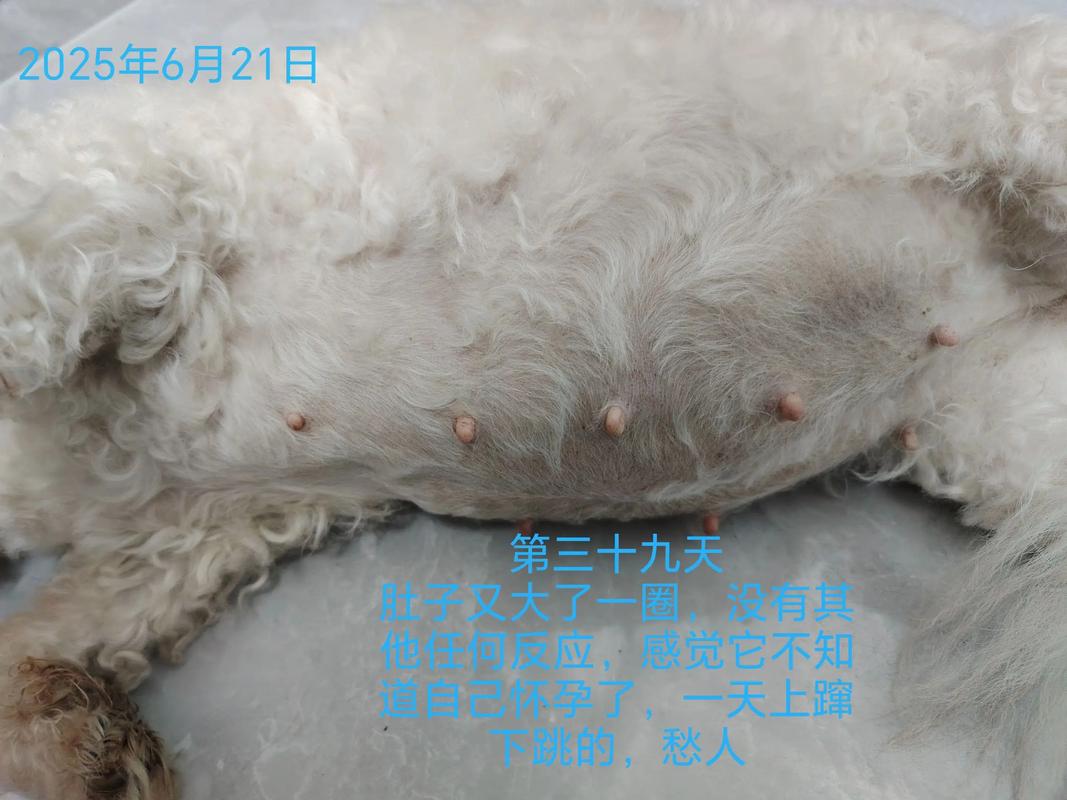 狗怀孕多久肚子明显增大