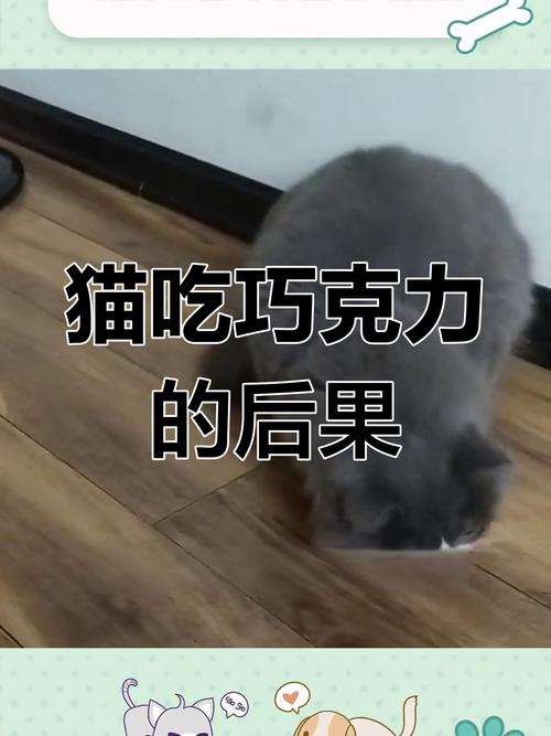 猫咪吃了巧克力中毒了,怎么办?