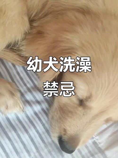狗狗天天洗澡的后果